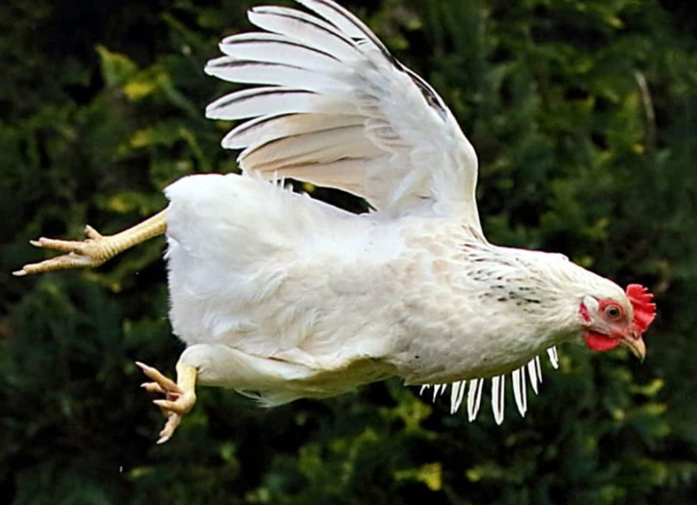 🐓 Самый длинный зарегистрированный полет курицы - 13 секунд. 🐓
