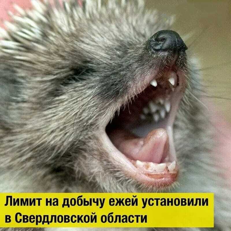 Не больше одного ежа в год! Власти установили лимит на добычу ежей и мышей