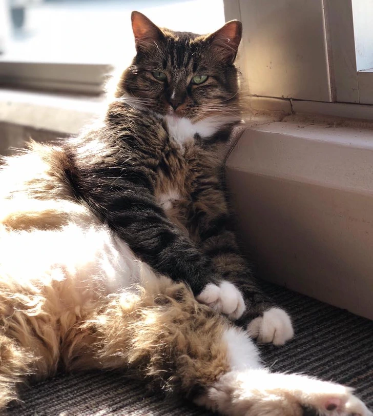 Тайна кота: вдруг возле него начали появляться деньги? Оказалось, у пушистика был секрет.