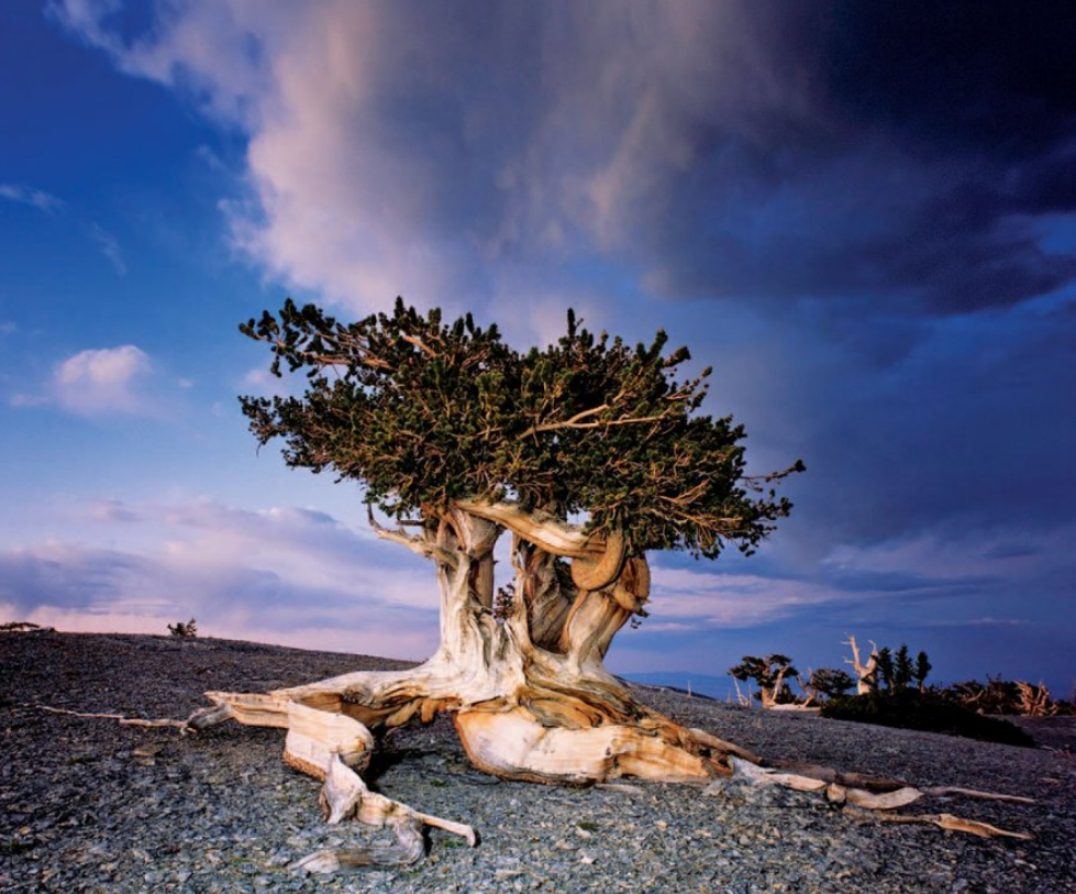 Древний страж леса - самое старое живое дерево которому - 4853 года!