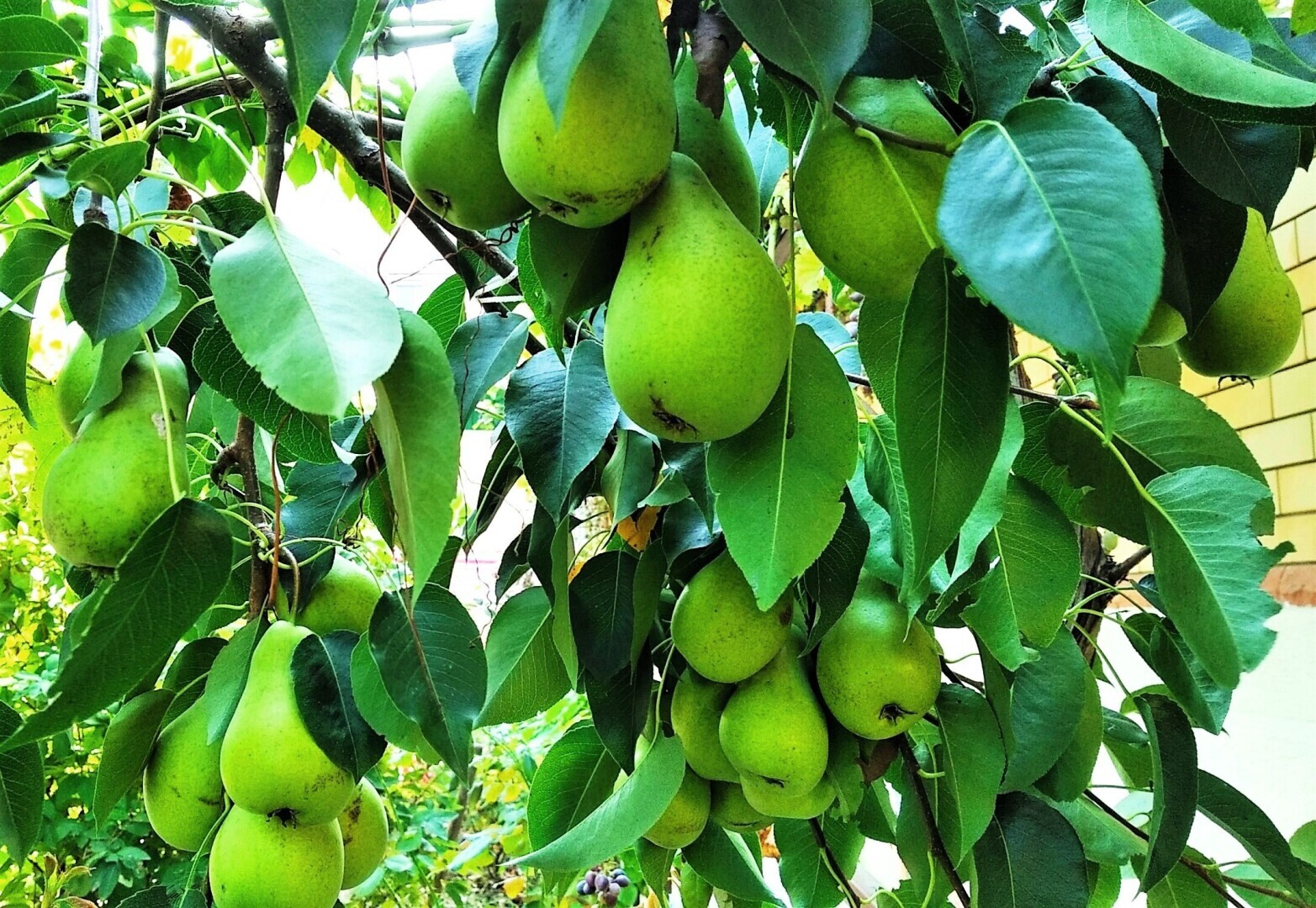 Куда девать груши, которые не скушать?