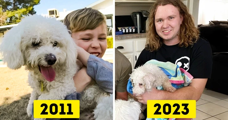 Благодаря упорству девушки-офицера службы по уходу за животными, пропавшая собака смогла вернуться к своим хозяевам после 12 лет отсутствия.