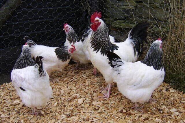 Почему этой осенью цены на сезонные овощи и фрукты не упали, а на все остальные продукты продолжают расти