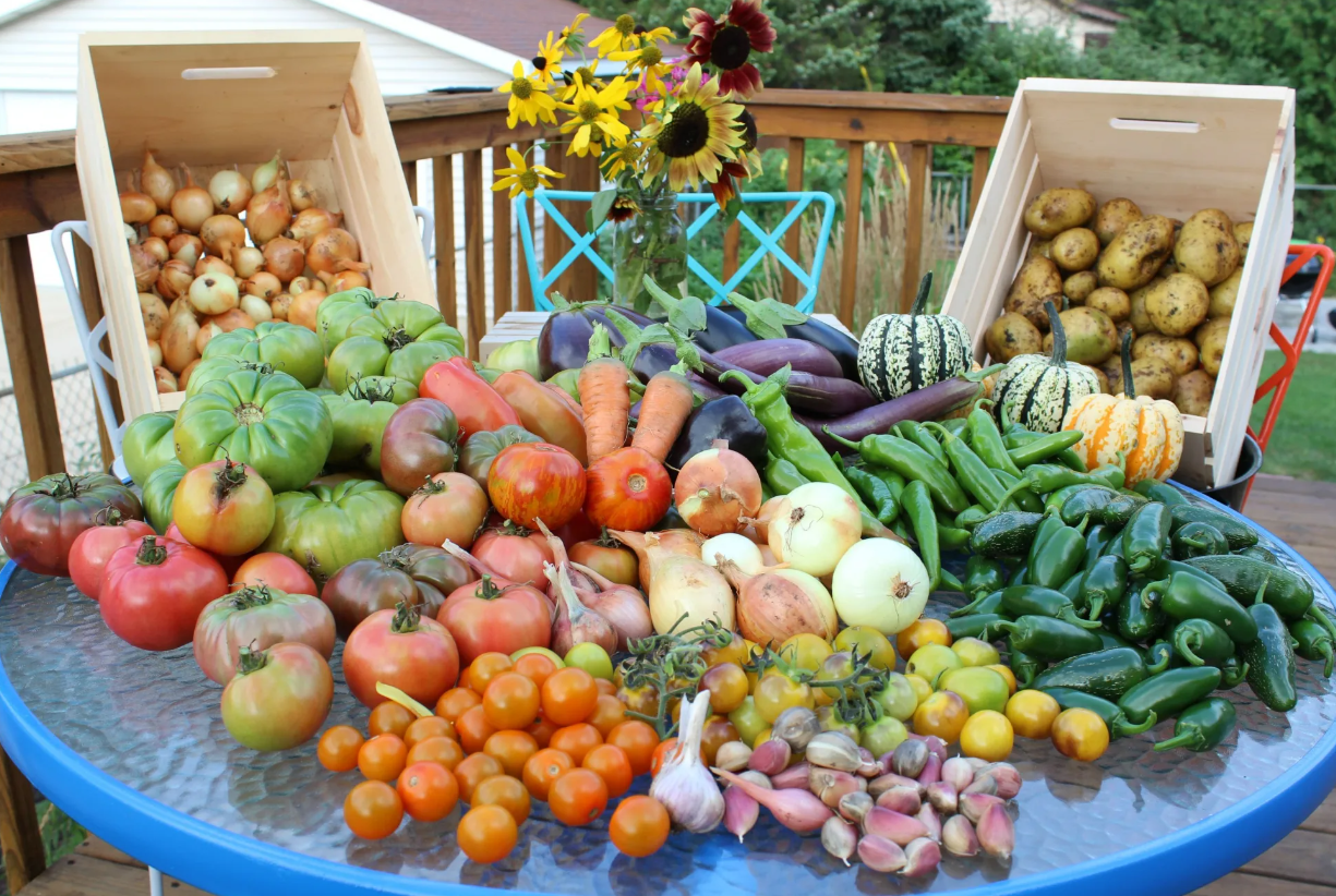 Продать урожай. Хороший урожай овощей. Сбор урожая. Овощи на грядке. Фермерские овощи.