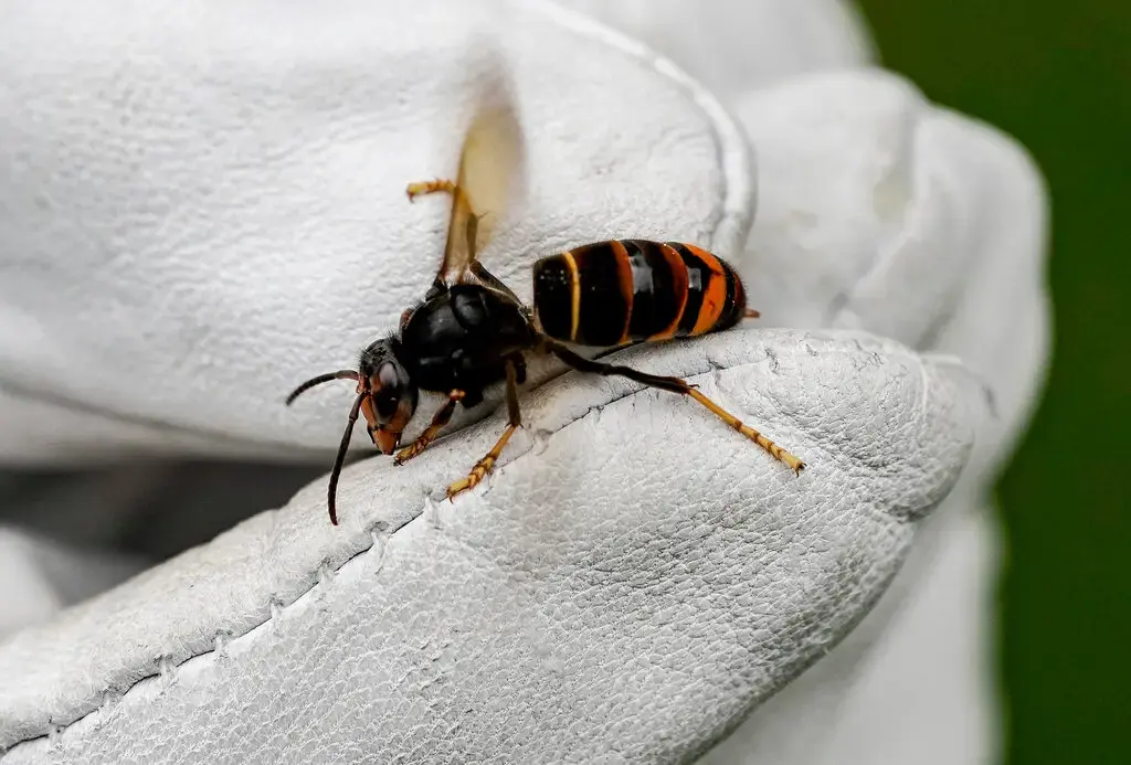 "Азиатский гигантский шершень угрожает пчелам и экосистеме Британии: как бороться с инвазивным видом?"