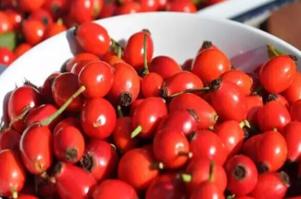 Каковы преимущества шиповника? Чем полезен чай из шиповника?