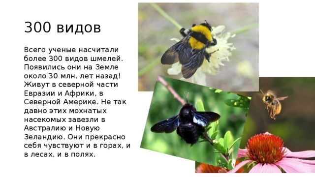 А пушистый шмель на душистый хмель...