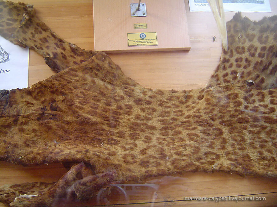 Анатолийский леопард вернулся к жизни. Гигантский кот 1 лира 12г.