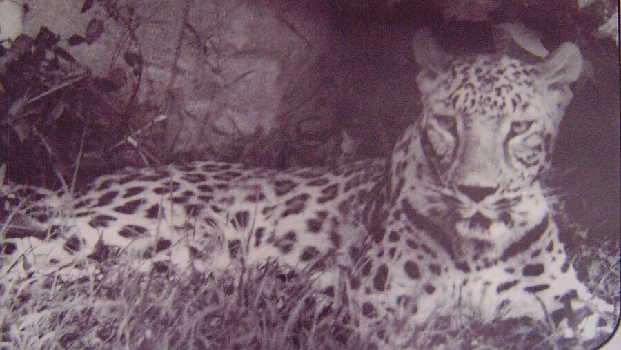 Анатолийский леопард вернулся к жизни. Гигантский кот 1 лира 12г.