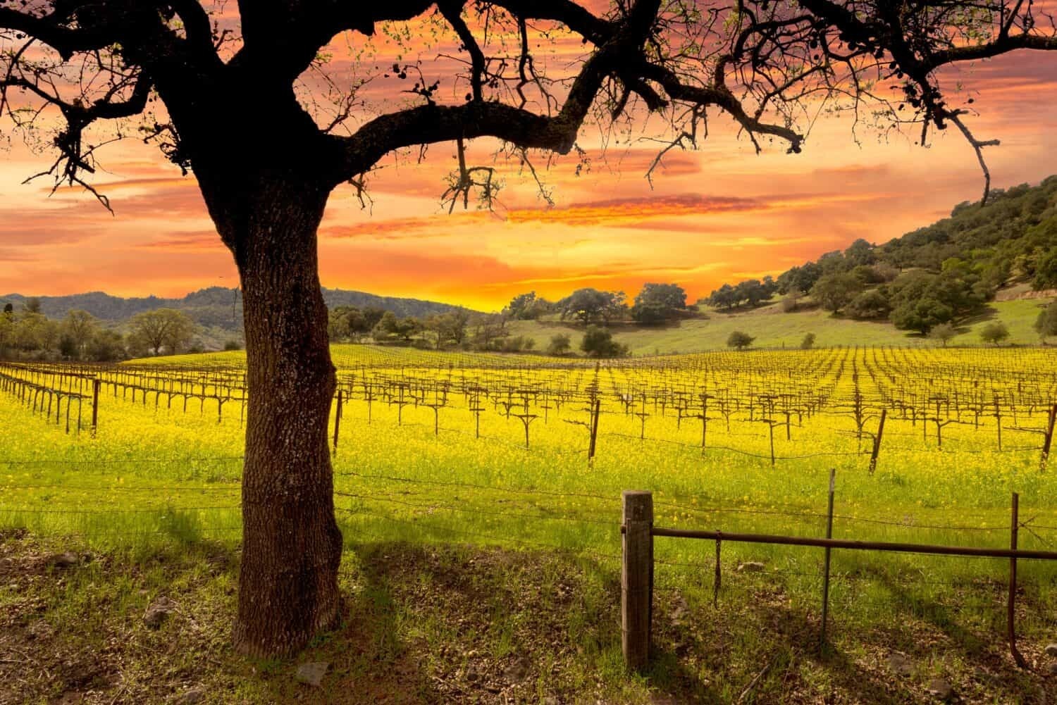 Самое дорогое красное вино в мире