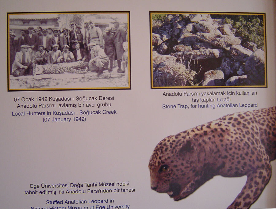 Анатолийский леопард вернулся к жизни. Гигантский кот 1 лира 12г.