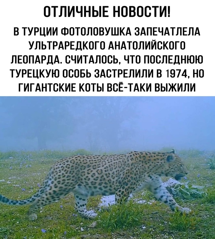 Анатолийский леопард вернулся к жизни. Гигантский кот 1 лира 12г.
