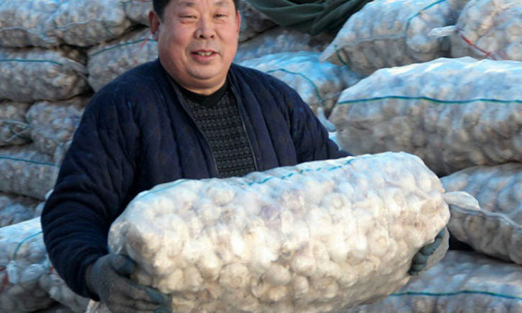 Подделки среди китайского чеснока: фальсификации уже присутствуют на рынках