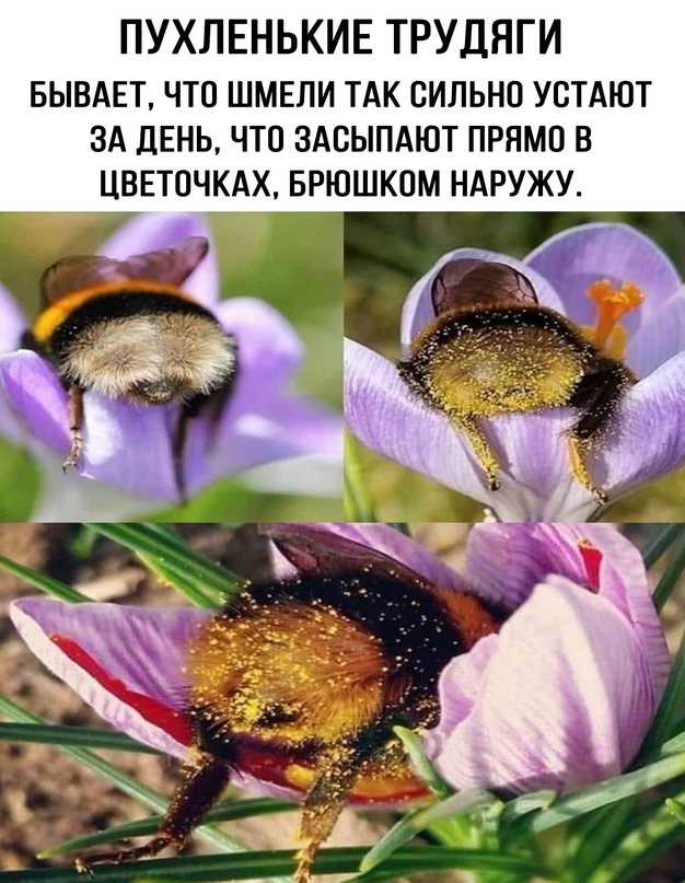 А пушистый шмель на душистый хмель...