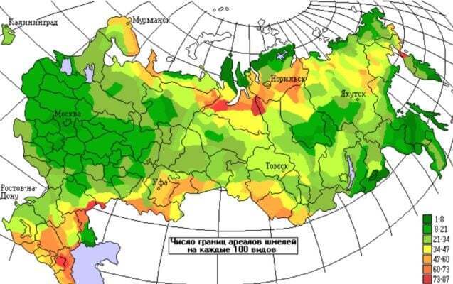 А пушистый шмель на душистый хмель...