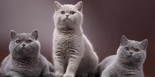 Почему кошки мяукают? Что ваш кошачий друг пытается вам сказать.