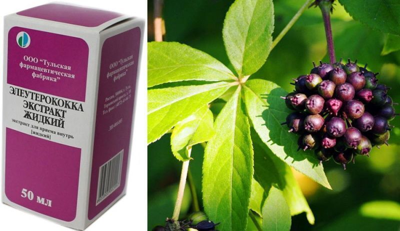 Польза элеутерококка для организма.
