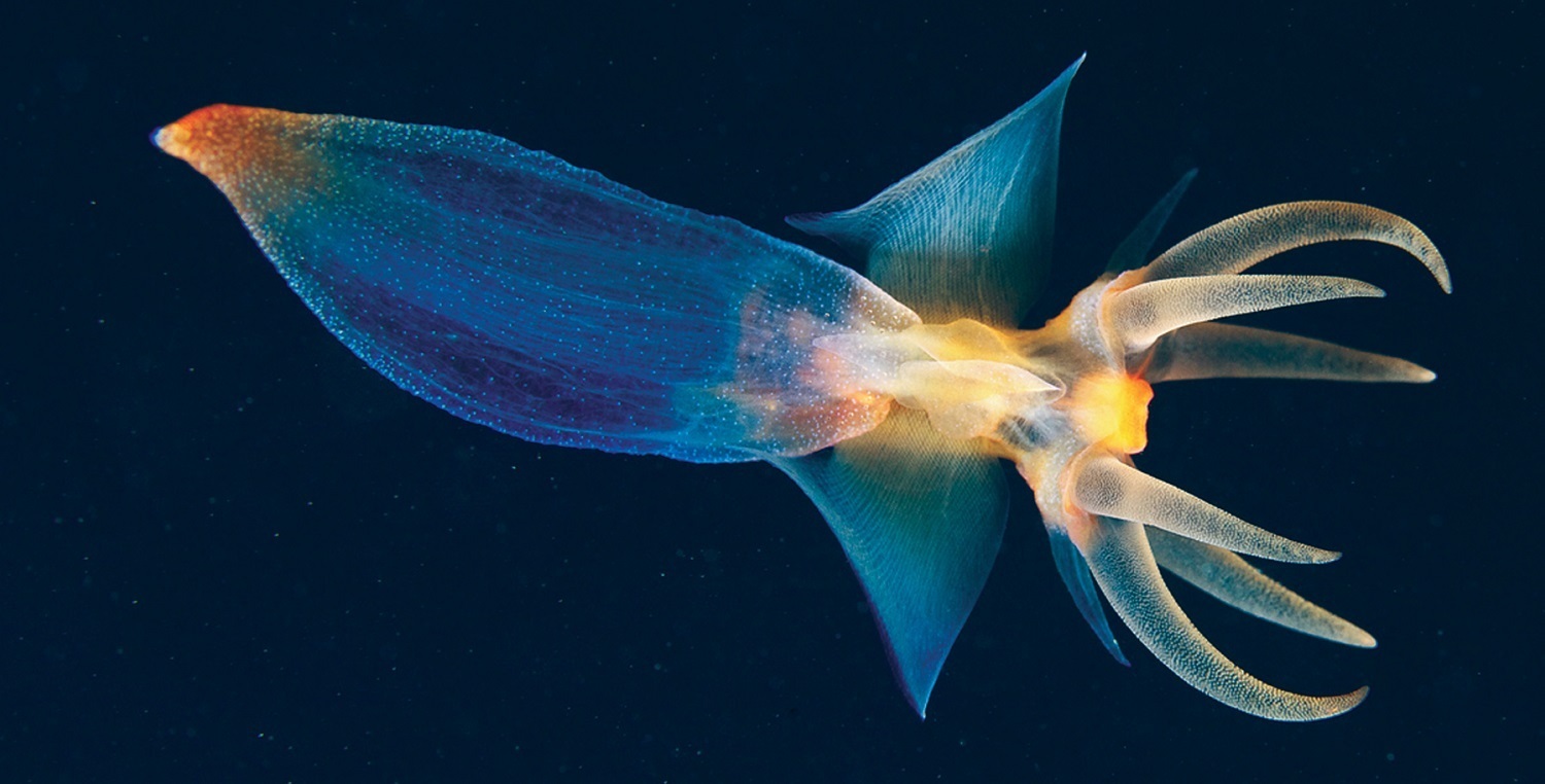 Секреты глубин океана: 10 удивительных морских существ