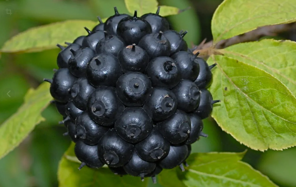 Польза элеутерококка для организма.