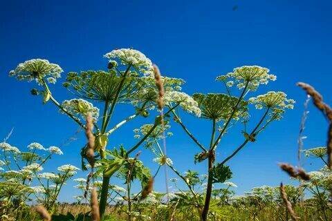 Сныть, повелика, борщевик - как можно избавиться от них?