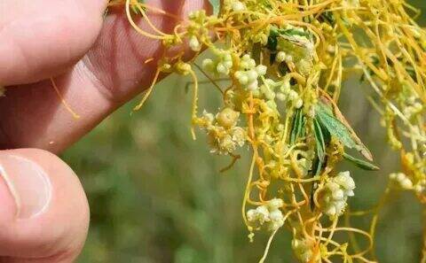 Сныть, повелика, борщевик - как можно избавиться от них?