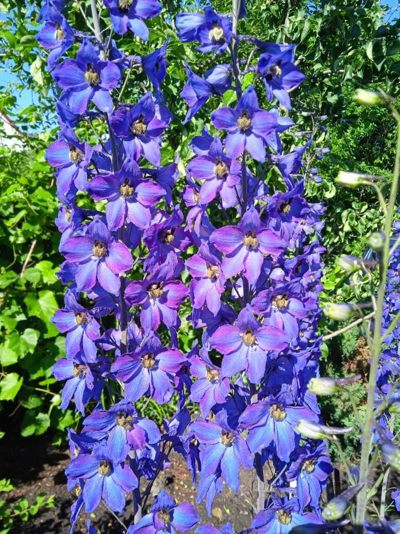 Мой цветущий рай: благоухающие и цветущие клумбы с апреля по октябрь. Всем читателям и моим подписчикам - сентябрьский букет из хризантем в подарок