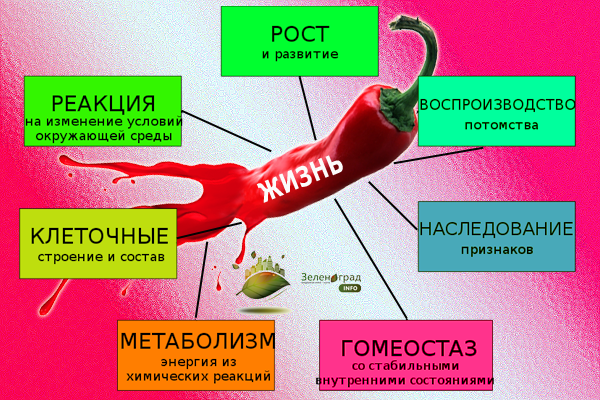 Острое продлевает жизнь?