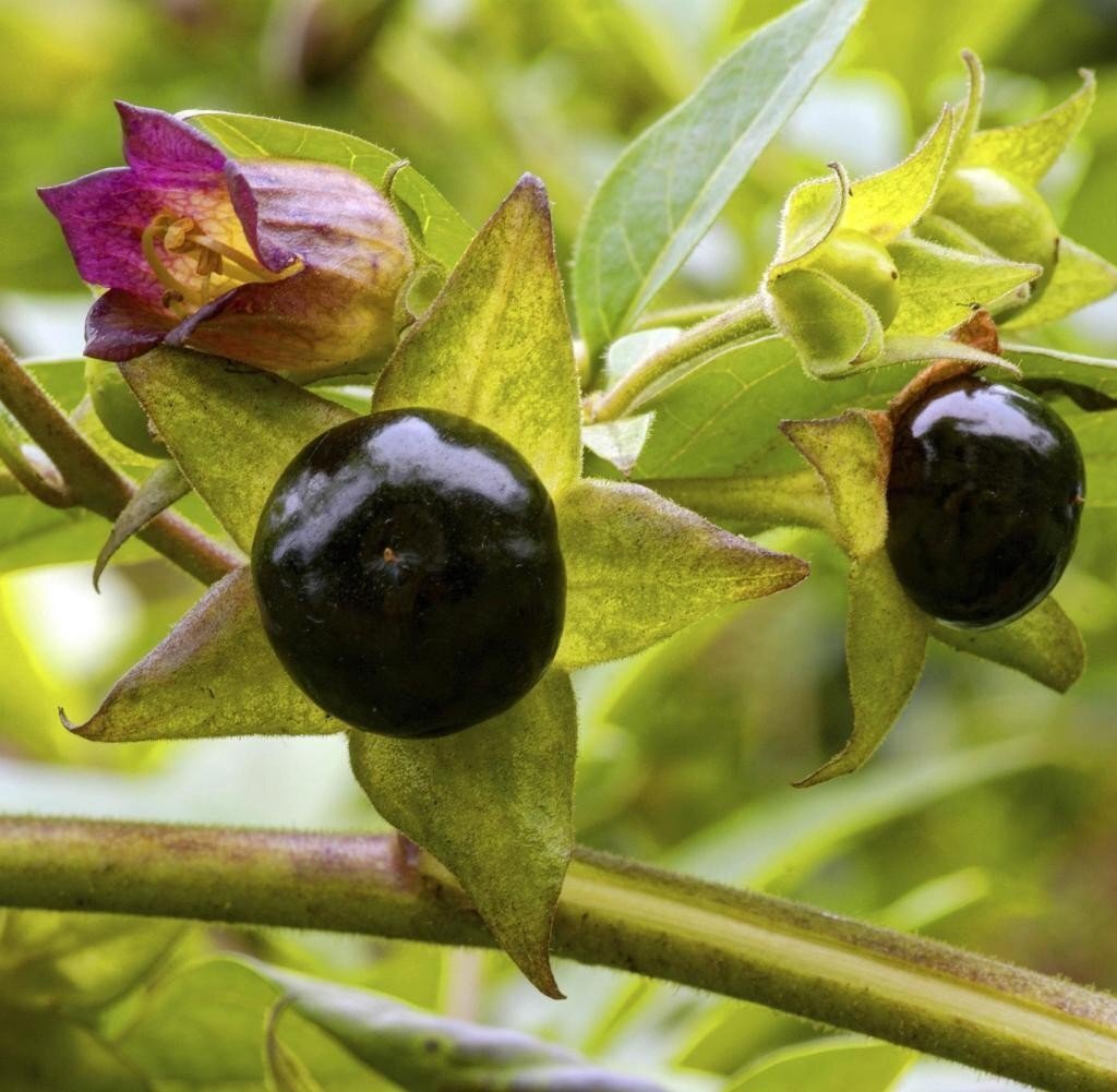 Это Загадочное Растение Восстановила Многим Зрение на Бали