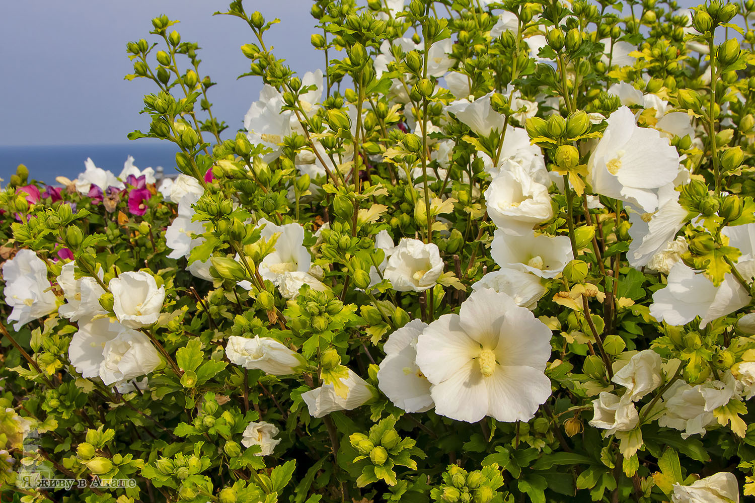 Такой сентябрь в Анапе