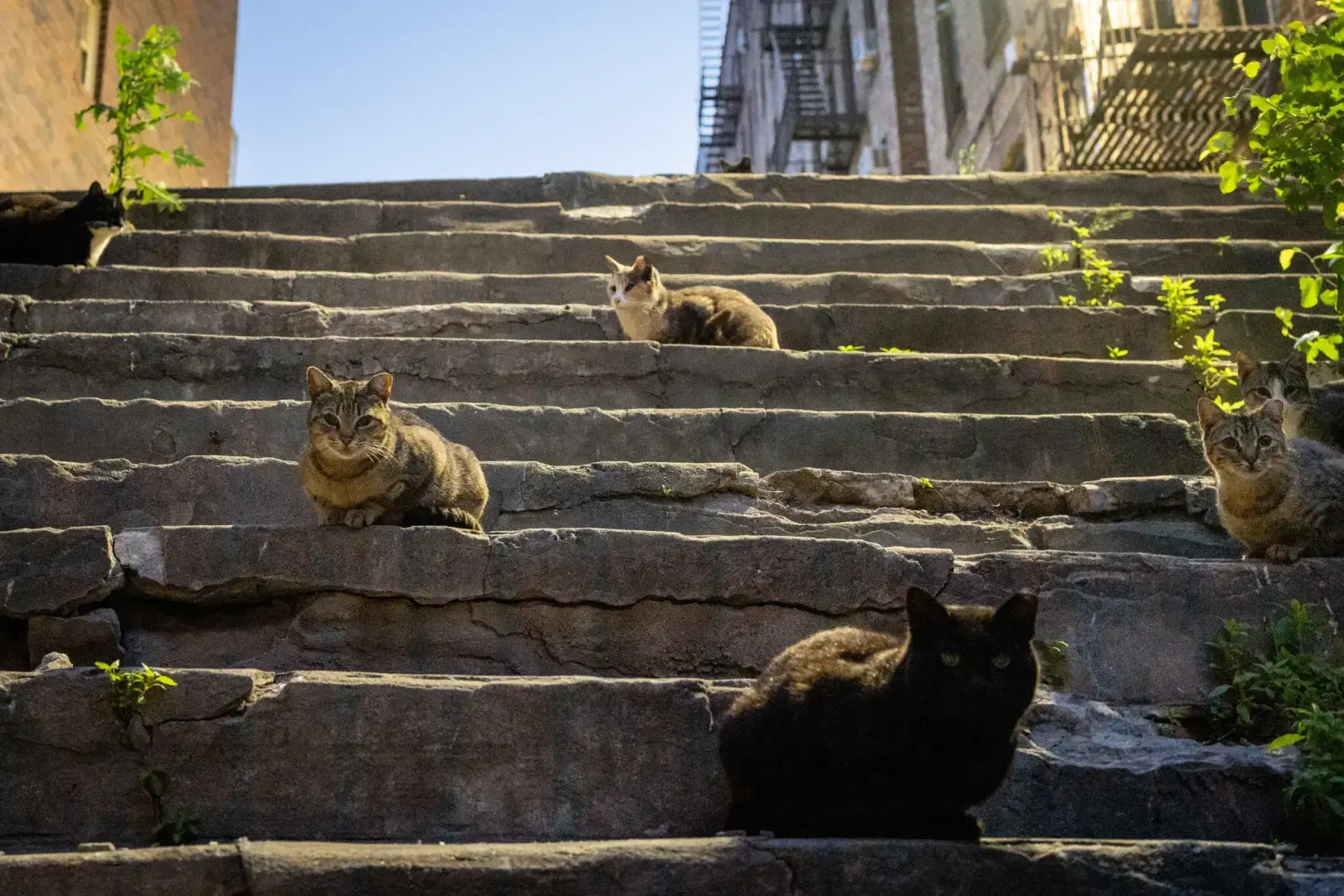 Отбраковка, комендантский час и ограничения: Австралия ‘объявляет войну’ своей проблеме с кошками