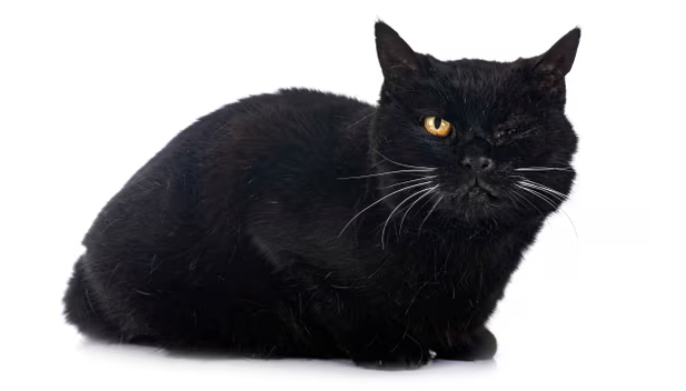 Доводы против домашних животных: пора ли отказаться от кошек и собак?