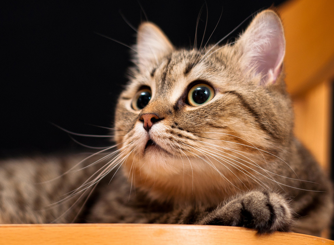 Почему мы любим котиков - научное объяснение