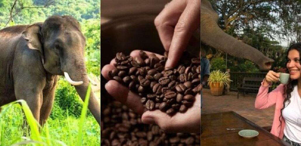 Кто хочет выпить кофе из слоновьего навоза?