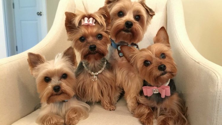 «Йоркширский терьер: карманное сокровище, требующее заботы и ласки»