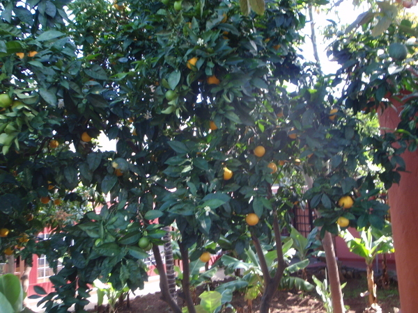 Тенерифе. Продолжение 2