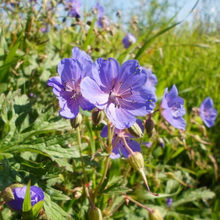 "🌿 Ключевые шаги к стабильному релаксу в любви 🌿"