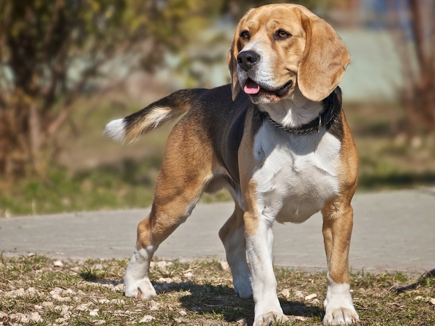 Новый инструмент для поиска потерявшихся домашних животных