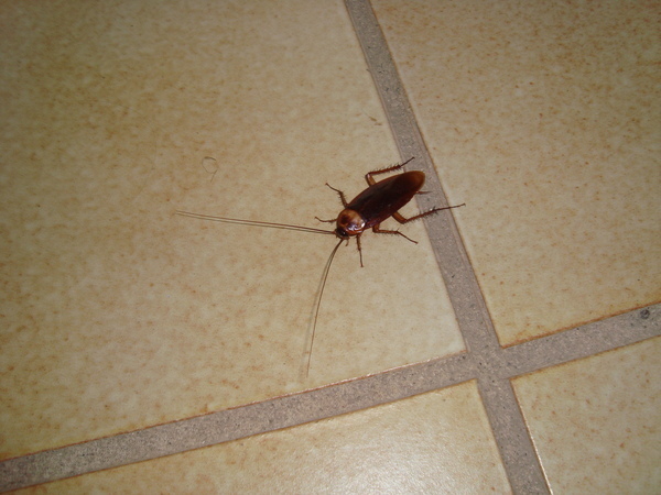 Тенерифе. Loro-Park. (Мои путешествия). День 5