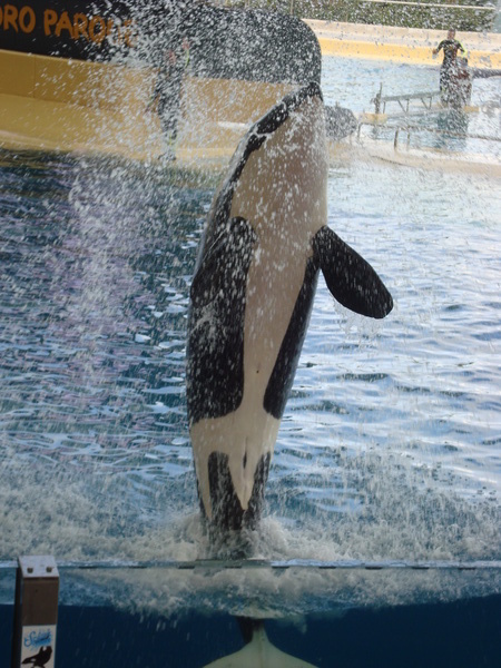 Тенерифе. Loro-Park. (Мои путешествия). День 5