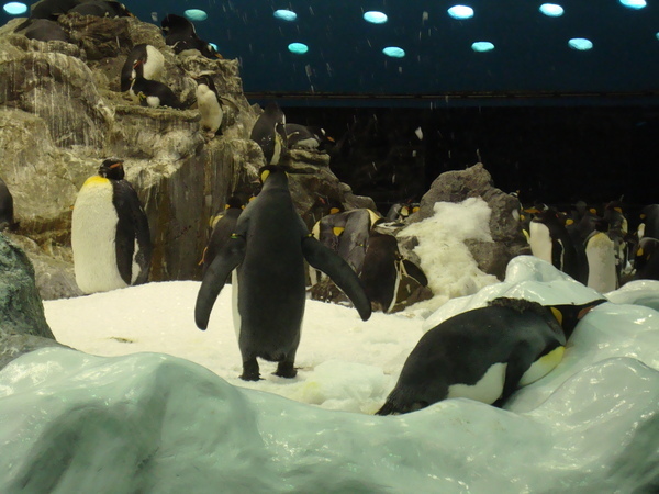 Тенерифе. Loro-Park. (Мои путешествия). День 5