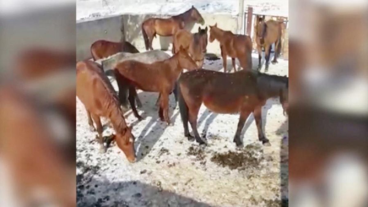 Крадут коней. Украл табун лошадей. Табун лошадей на Алтае. Казахстан ворует коней. Кража Табуна лошадей.