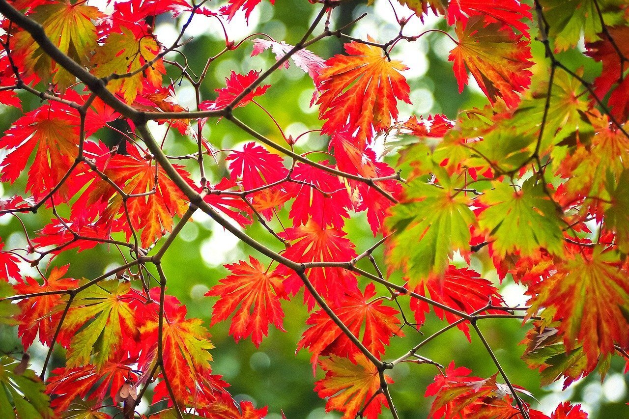 Первые осенние заморозки