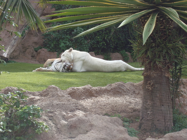 Тенерифе. Loro-Park. (Мои путешествия). День 5