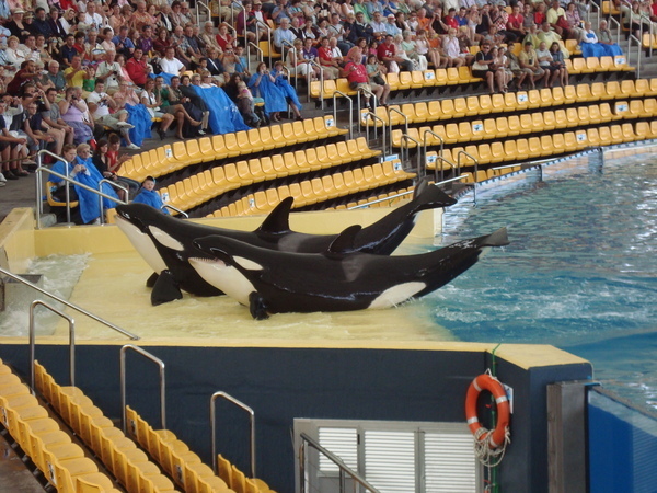 Тенерифе. Loro-Park. (Мои путешествия). День 5