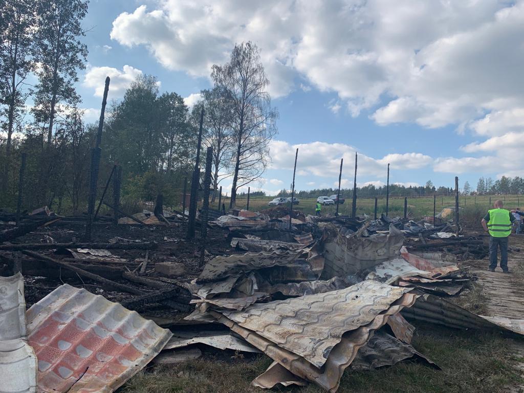 Трагедия в Ленинградской области: Потеря 8 лошадей, но спасены 5