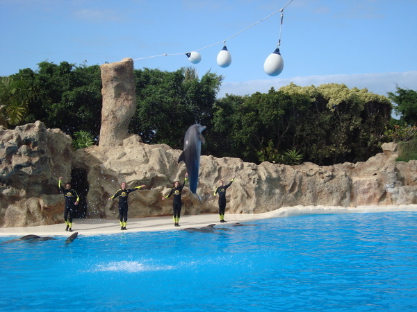 Тенерифе. Loro-Park. (Мои путешествия). День 5