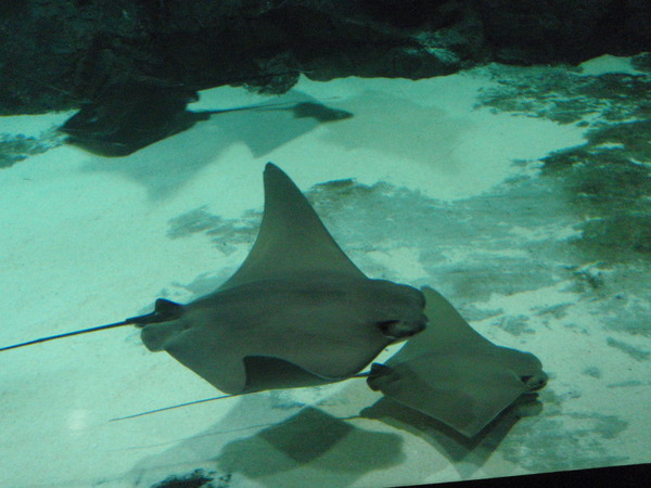 Тенерифе. Loro-Park. (Мои путешествия). День 5