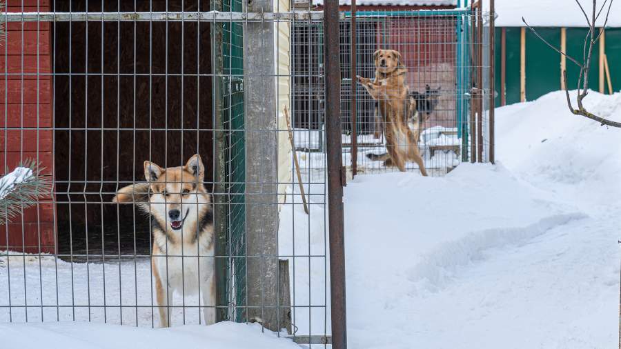 Почему решение проблемы бездомных животных остается неуловимым?