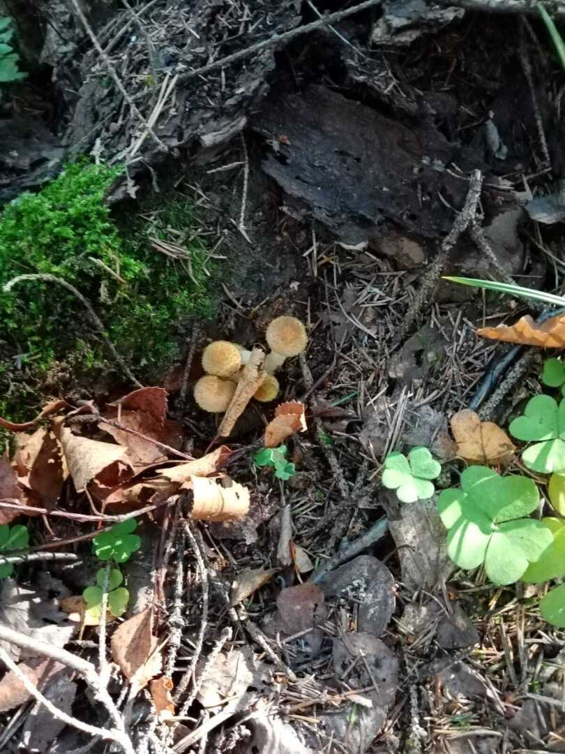 Опята от сбора до приготовления: как отличить от ложных, где собирать и как вкусно приготовить и замариновать на зиму