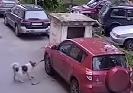 Свора собак может устроить «авторазбор»: когда остановят проблему бродячих животных - от них один вред